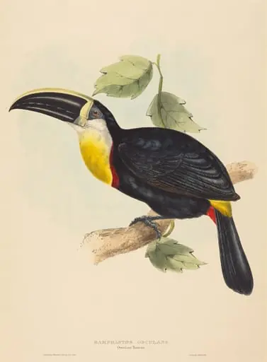 Osculant Toucan (Ramphastos osculans), by John Gould