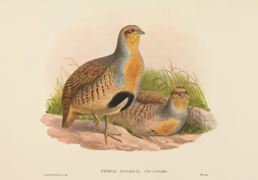 Perdix barbata (Daurian Partridge), by John Gould