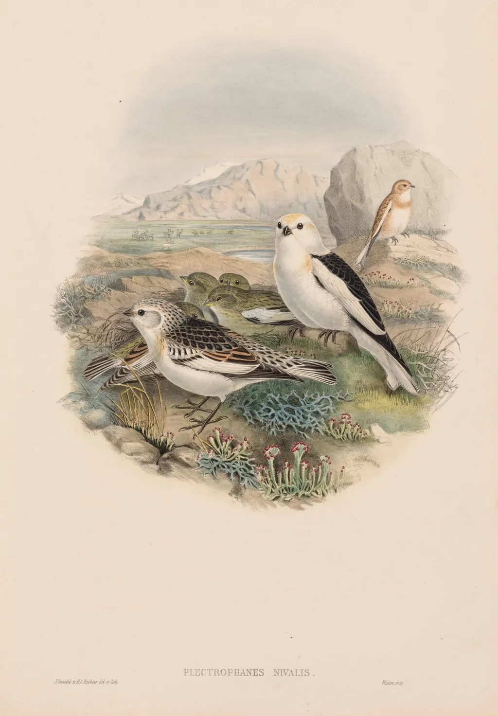 Plectrophanes Nivalis, by John Gould, 1873