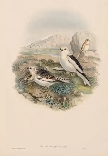 Plectrophanes Nivalis, by John Gould