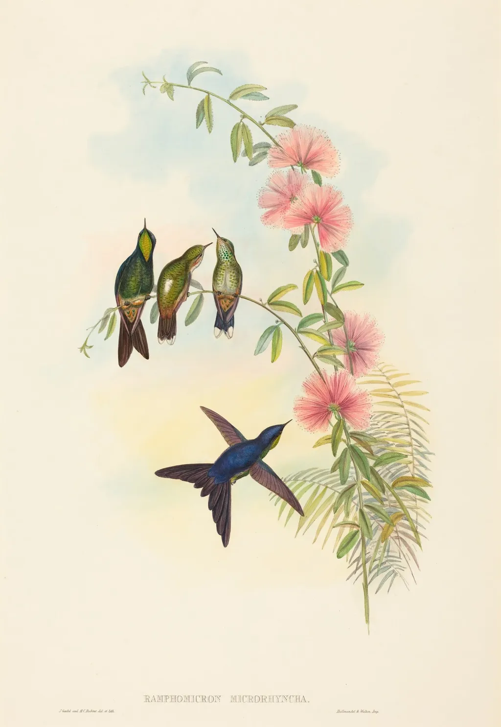 Ramphomicron microrhyncha (Small-billed Thornbill), by John Gould, ink, 1842