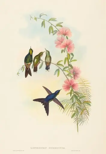 Ramphomicron microrhyncha (Small-billed Thornbill), by John Gould