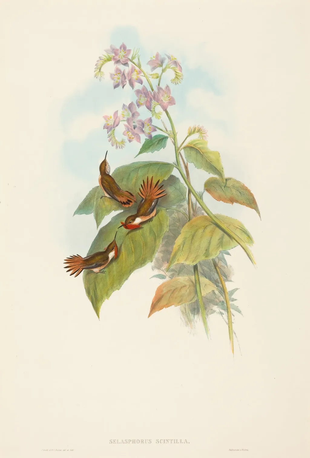 Selashorus scintilla (Scintillant Hummingbird), by John Gould, ink, 1842