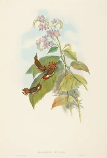 Selashorus scintilla (Scintillant Hummingbird), by John Gould