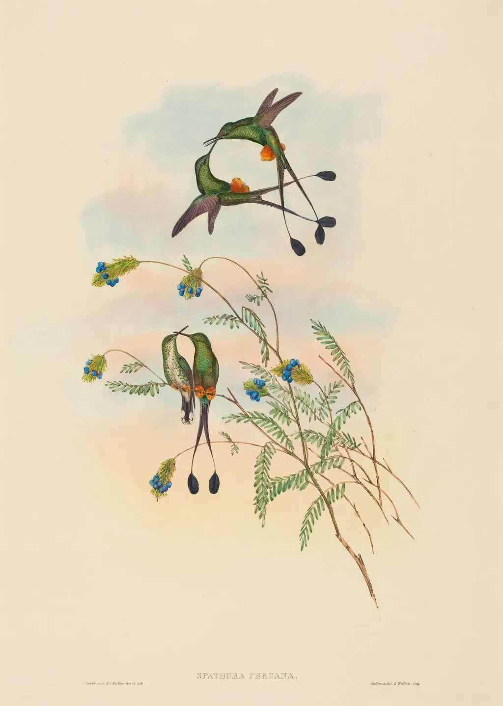 Spathura peruana (Peruvian Racket-Tail), by John Gould, ink, 1842