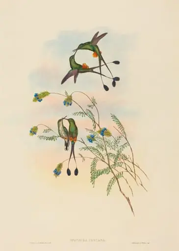 Spathura peruana (Peruvian Racket-Tail), by John Gould