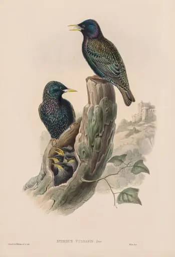 Sturnur Vulgaris, by John Gould