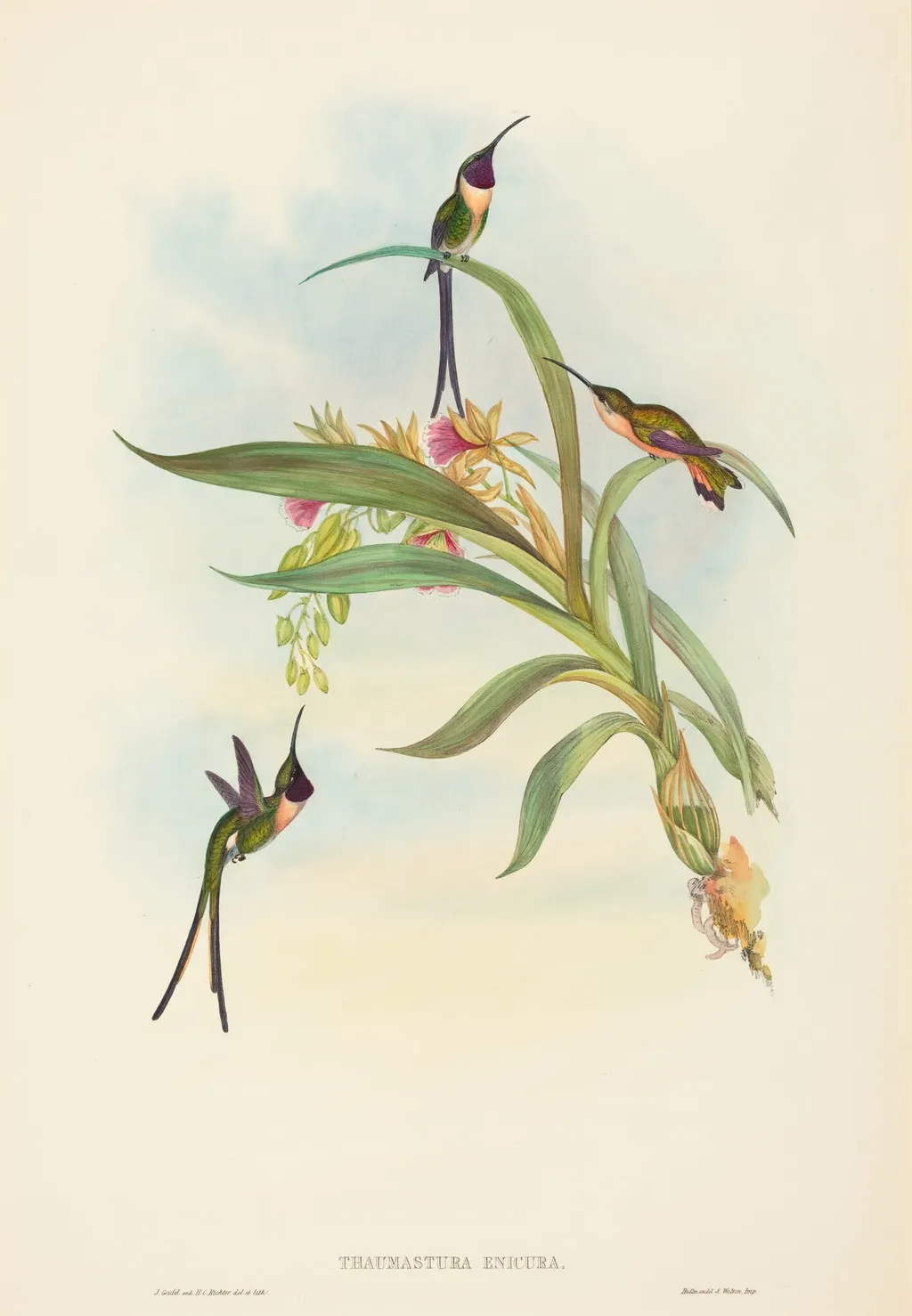 Tharmastura enicura (Slender Shear-Tail), by John Gould, ink, 1842
