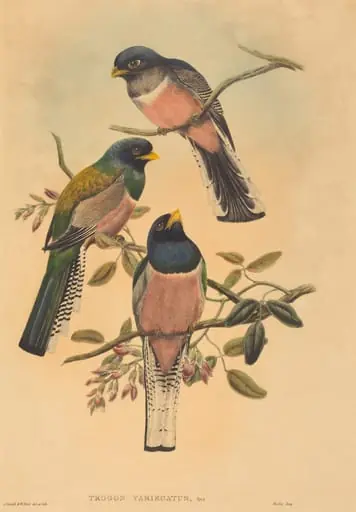 Trogan variegatus, by John Gould