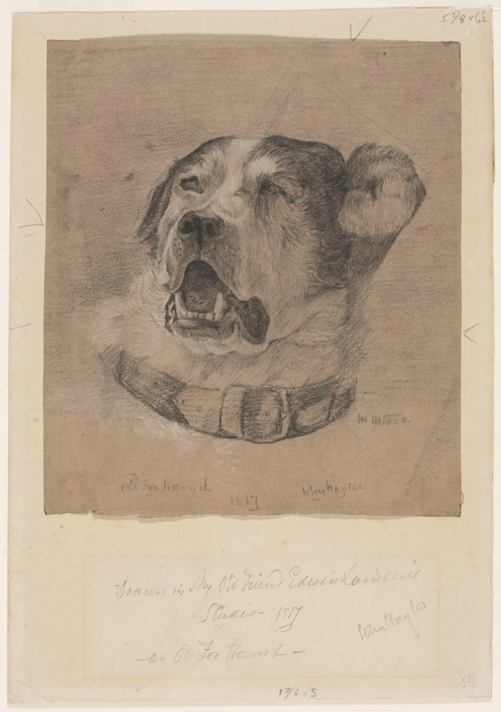 Drawing of a foxhound, by John Hayter, 1817