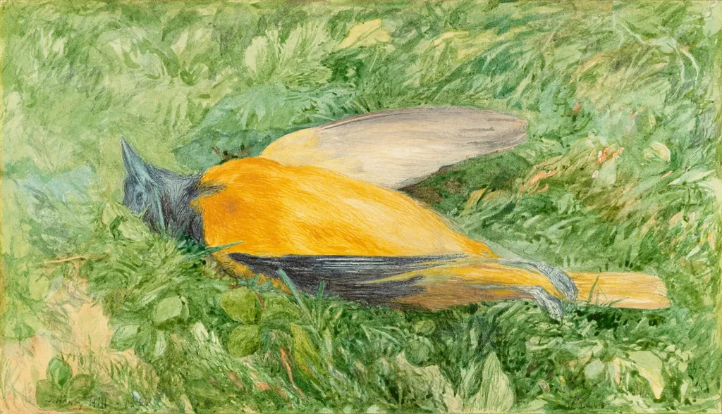 Golden Robin (Northern Oriole), by John Henry Hill, graphite, 1866