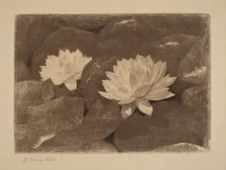 Waterlilies