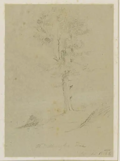 The Wellington Tree