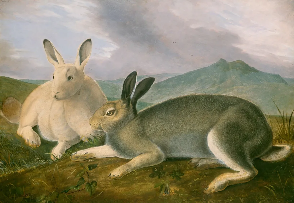 Arctic Hare, by John James Audubon, ink, 1841