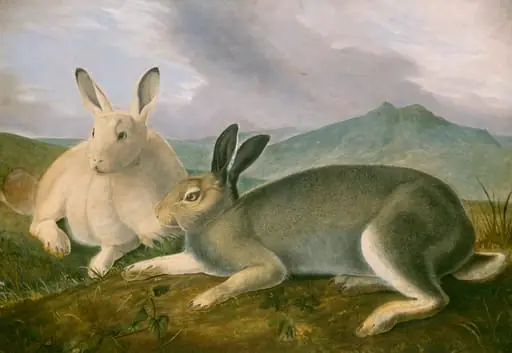 Arctic Hare, by John James Audubon