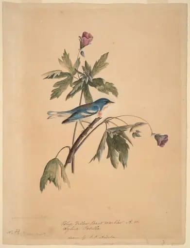 Blue Yellow Back Warbler, by John James Audubon