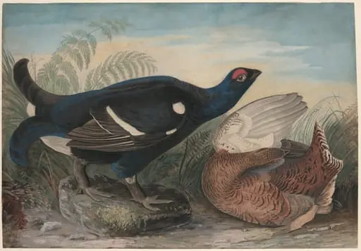 English Black Cocks, by John James Audubon