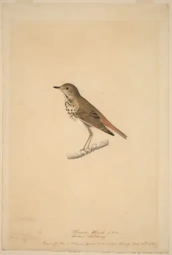 Hermit Thrush, by John James Audubon