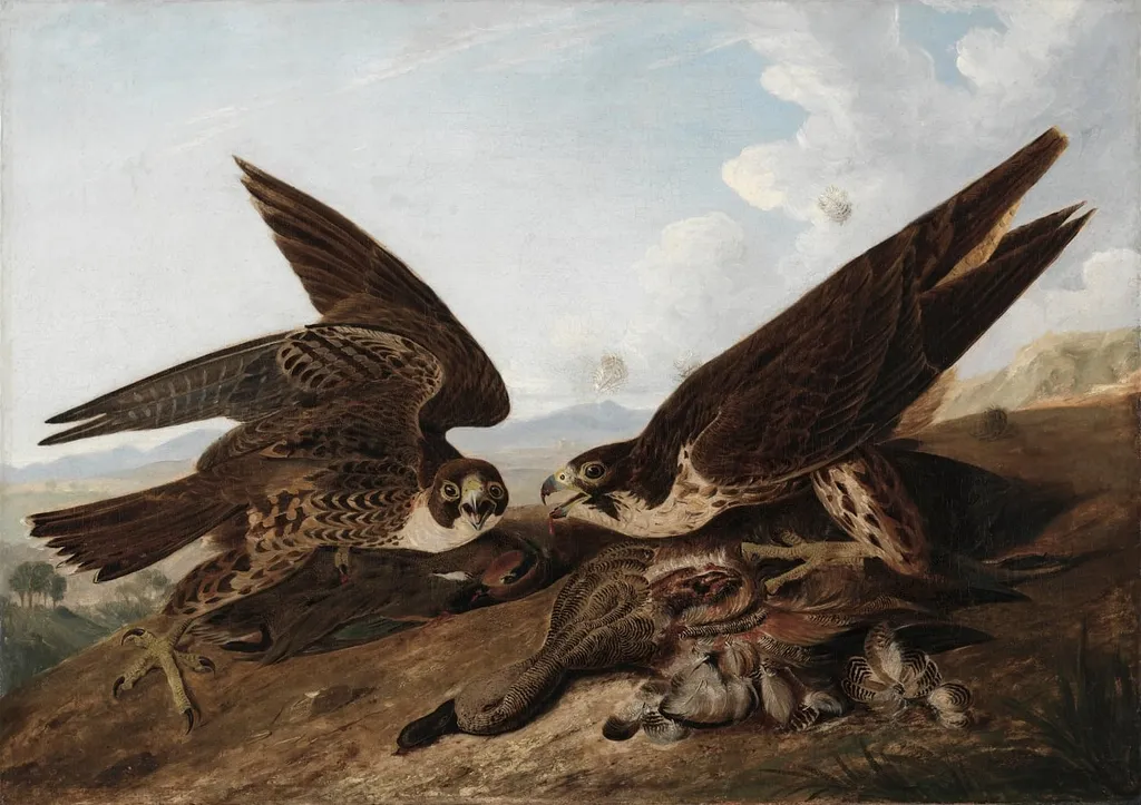 Peregrine Falcons (Duck Hawks), by John James Audubon, unspecified, 1827