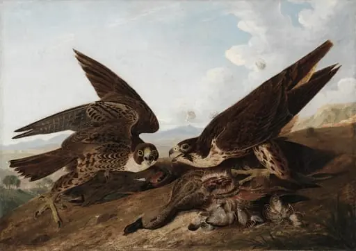 Peregrine Falcons (Duck Hawks), by John James Audubon