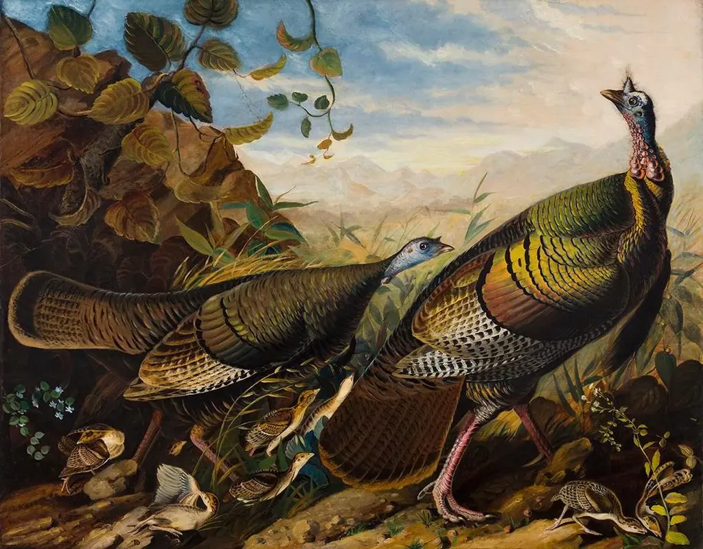 Wild Turkey Cock, Hen and Young, by John James Audubon