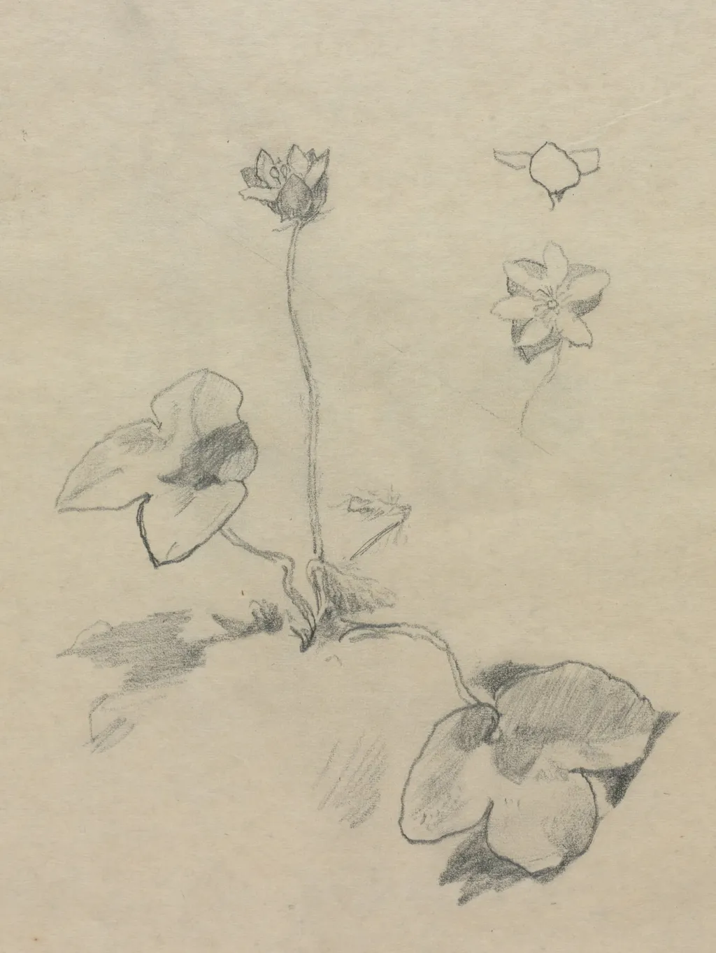 Anemone, by John La Farge, 1878