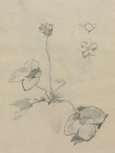 Anemone, by John La Farge