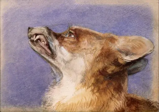 Study of a fox, by John Lewis