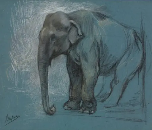 Study of an Elephant, by John Macallan Swan