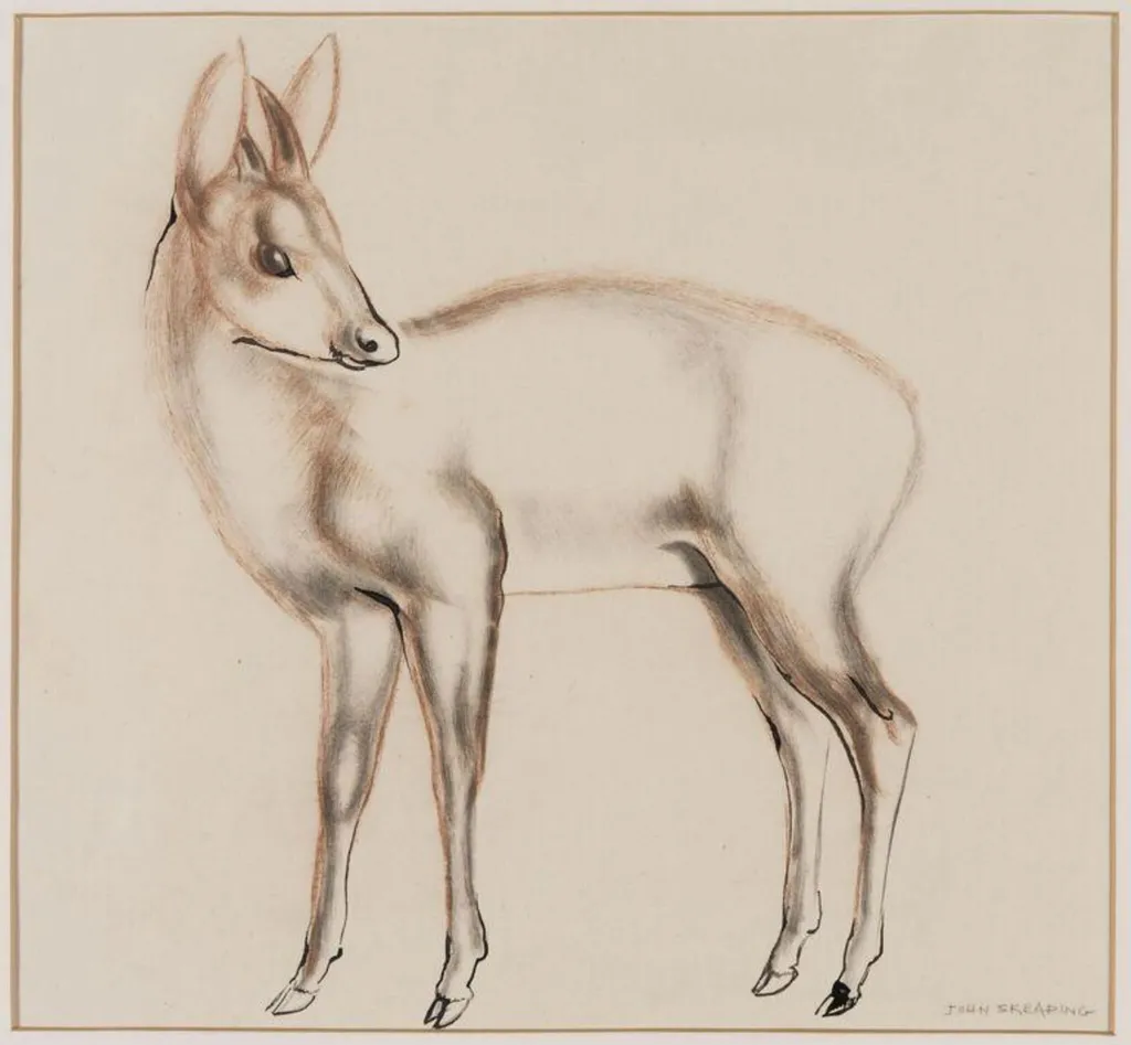 Antelope, probably a Dinken of the genus Cephalophus, by John Rattenbury Skeaping