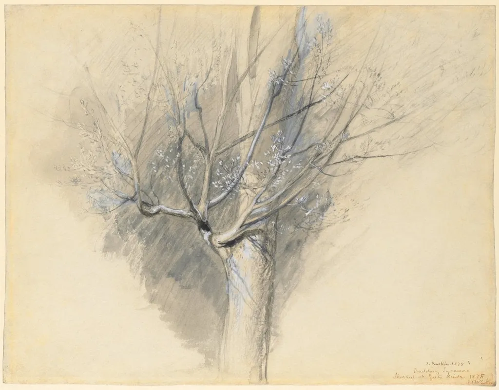 Budding Sycamore, by John Ruskin, 1876