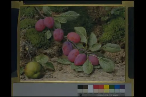Branch of plums and an apple, by John Sherrin