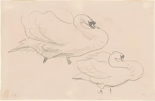 Studies of a Swan, by John Singer Sargent