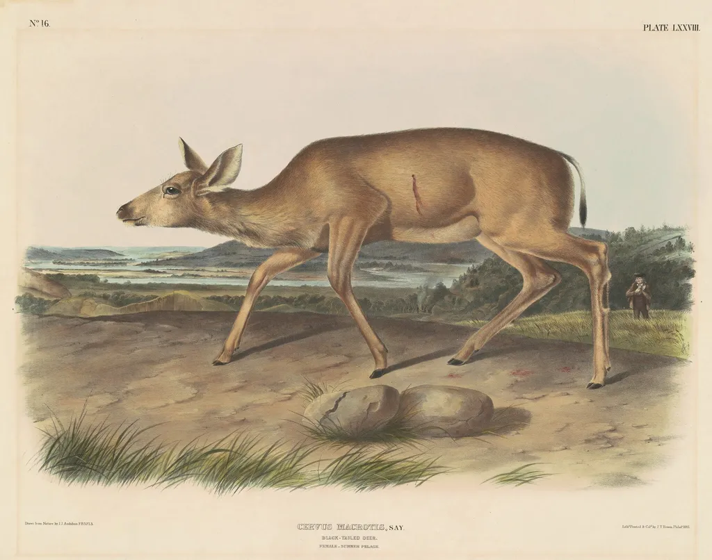 Black-Tailed Deer, by John T. Bowen, ink, 1845