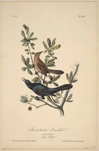 Boat-Tailed Grackle, by John T. Bowen