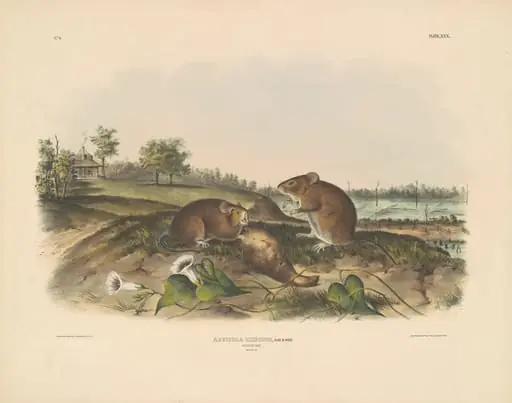 Cotton Rat, by John T. Bowen