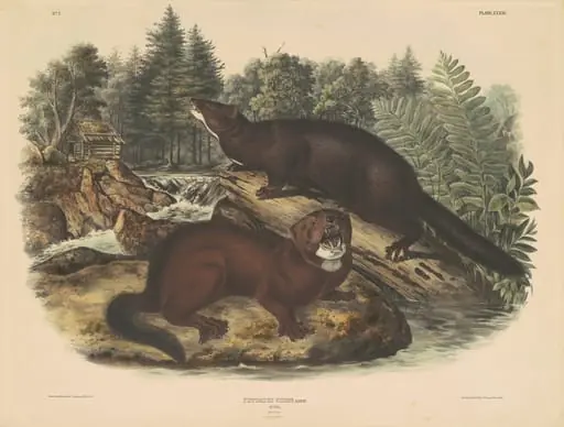 Mink, by John T. Bowen