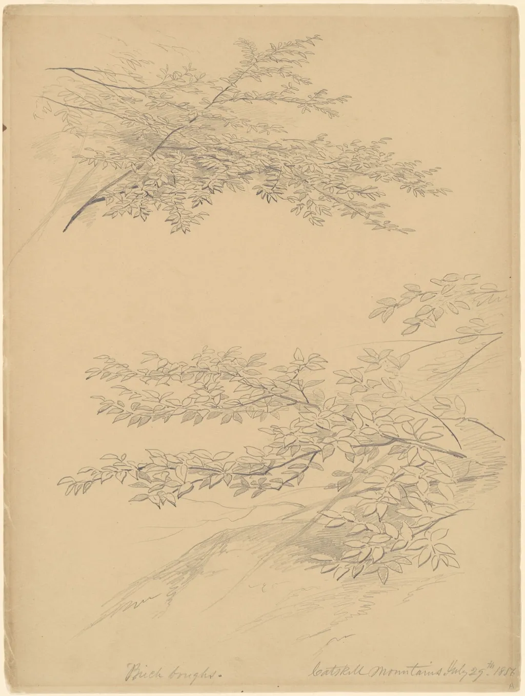 Birch Boughs, Catskill Mountains, by John William Casilear, graphite, 1856