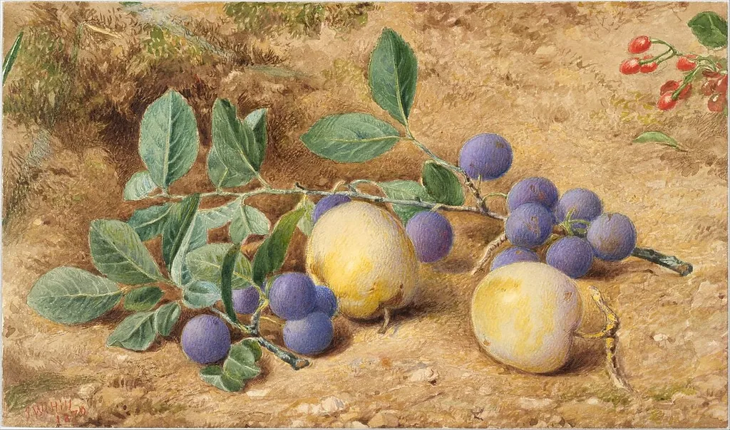 Plums, by John William Hill, graphite, 1870