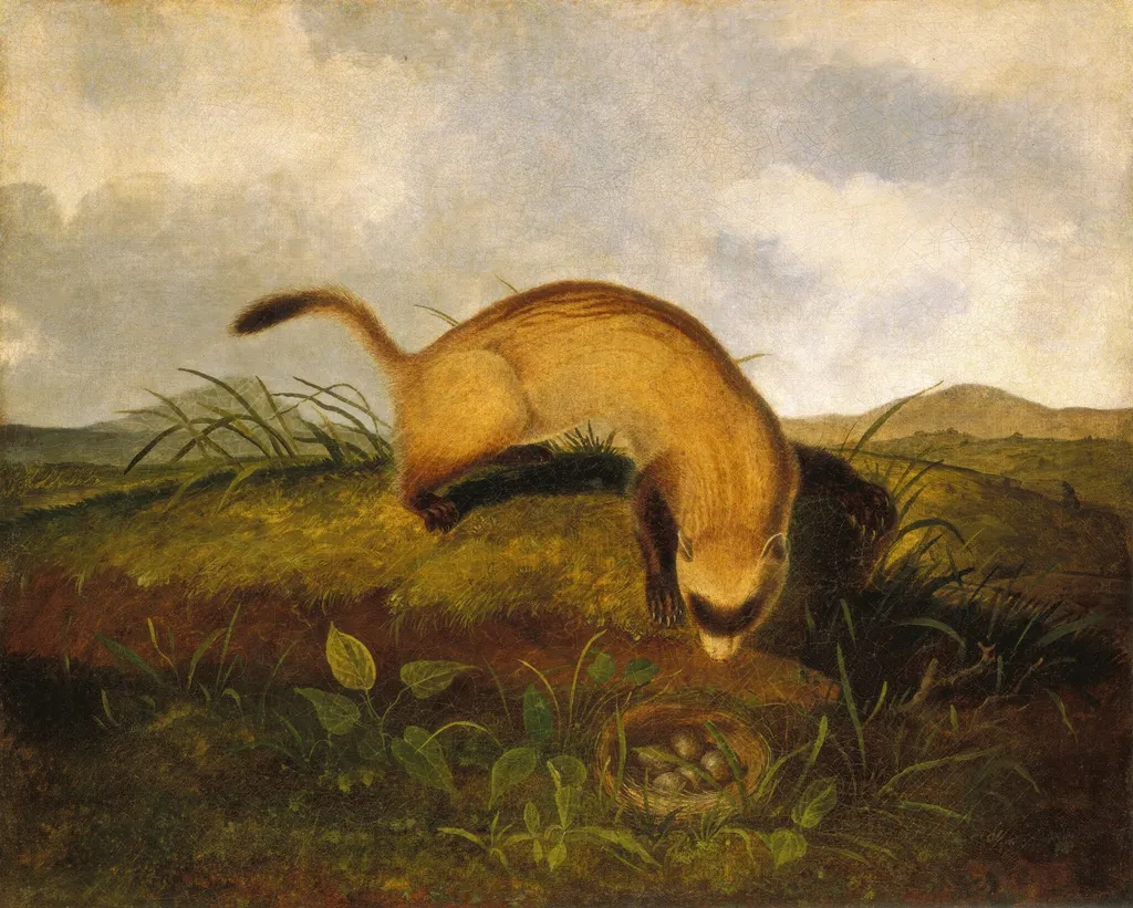 Black-Footed Ferret, by John Woodhouse Audubon, oil, 1843