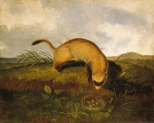 Black-Footed Ferret, by John Woodhouse Audubon