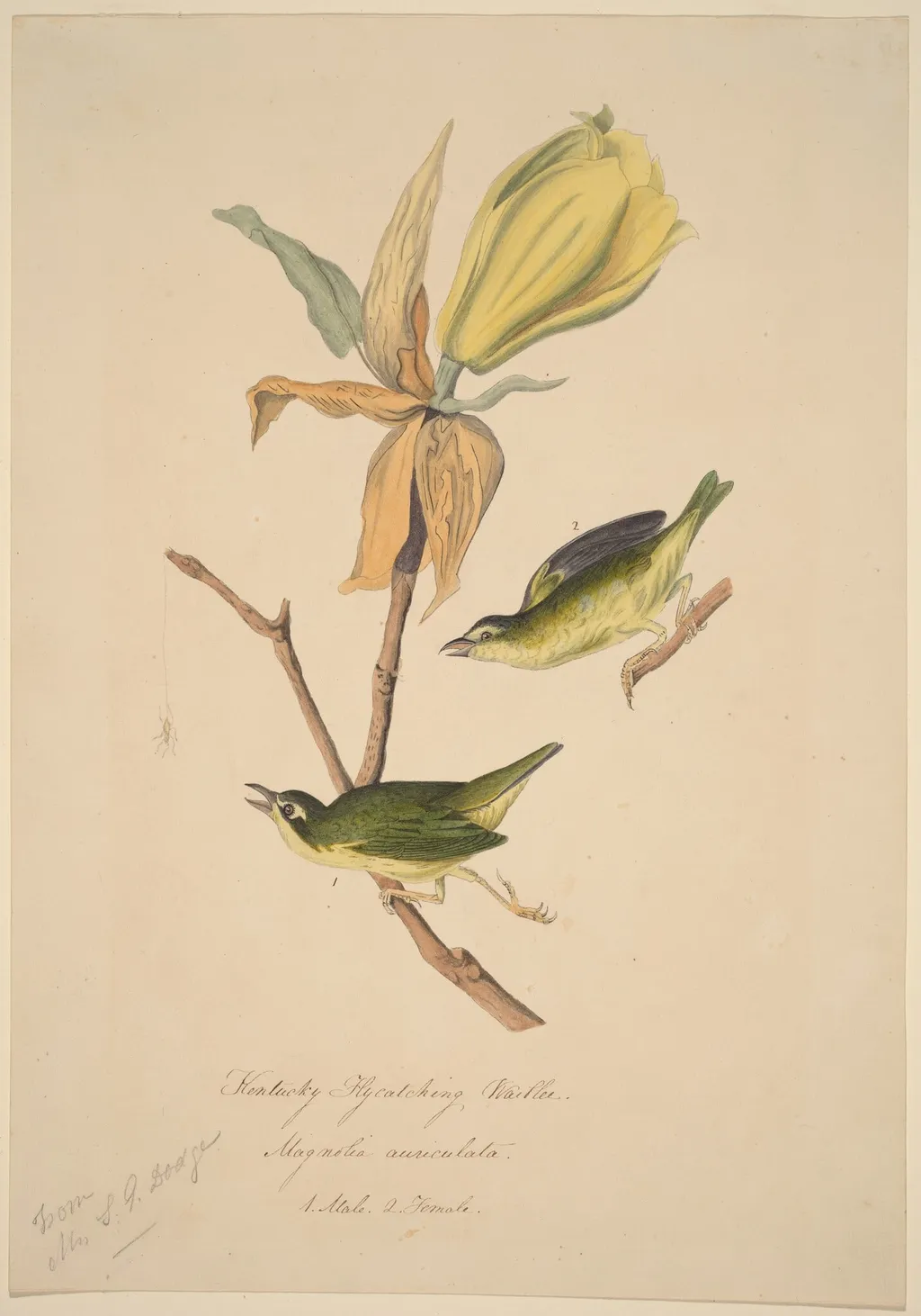 Kentucky Fly-catching Warbler, by John Woodhouse Audubon, ink, 1834