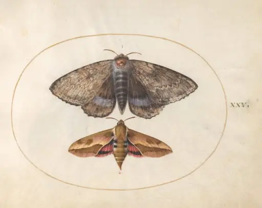 Blue Underwing Moth and Spurge Hawk Moth (plate 25 from Ignis), by Joris Hoefnagel