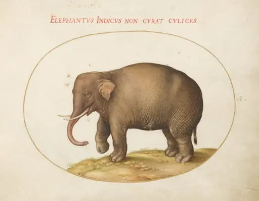 Plate 1: Elephant with Insects, by Joris Hoefnagel