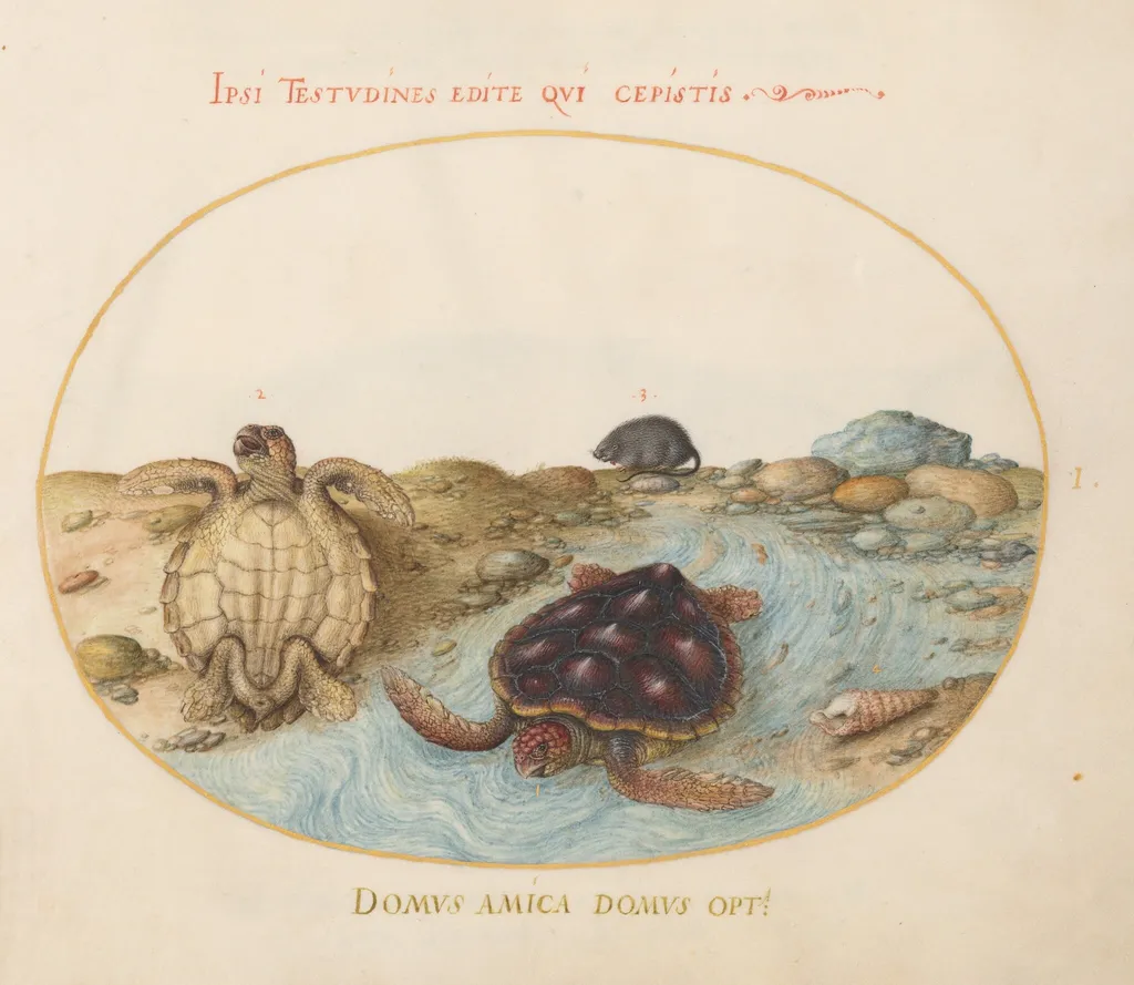 Plate 1: Two Loggerhead or Green Sea Turtles, a Muskrat, and Shells, by Joris Hoefnagel, gouache, 1594