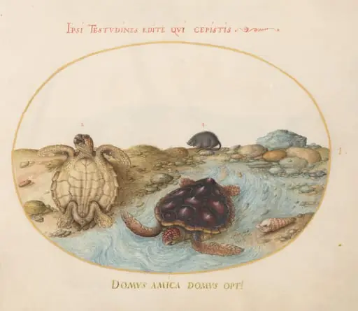 Plate 1: Two Loggerhead or Green Sea Turtles, a Muskrat, and Shells, by Joris Hoefnagel