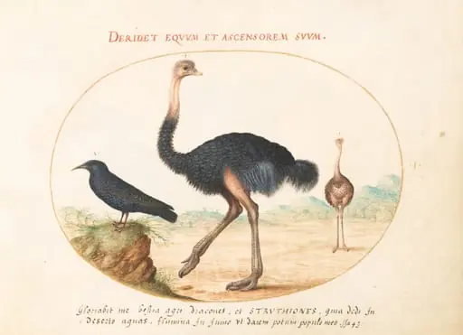 Plate 1: Two Ostriches and a Starling, by Joris Hoefnagel