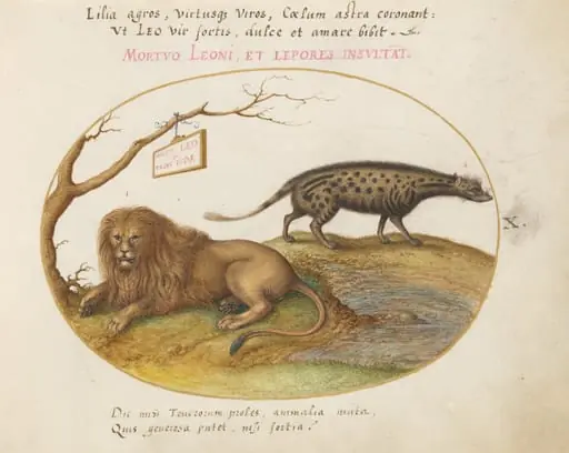 Plate 10: A Lion and a Civet Cat, by Joris Hoefnagel