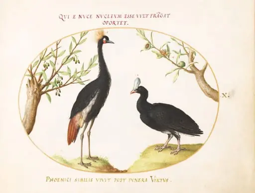 Plate 10: Gray Crowned Crane and Helmeted Curassow, by Joris Hoefnagel