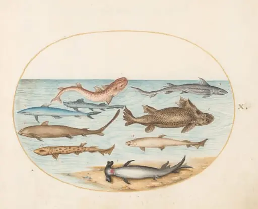 Plate 10: Nine Sharks, by Joris Hoefnagel